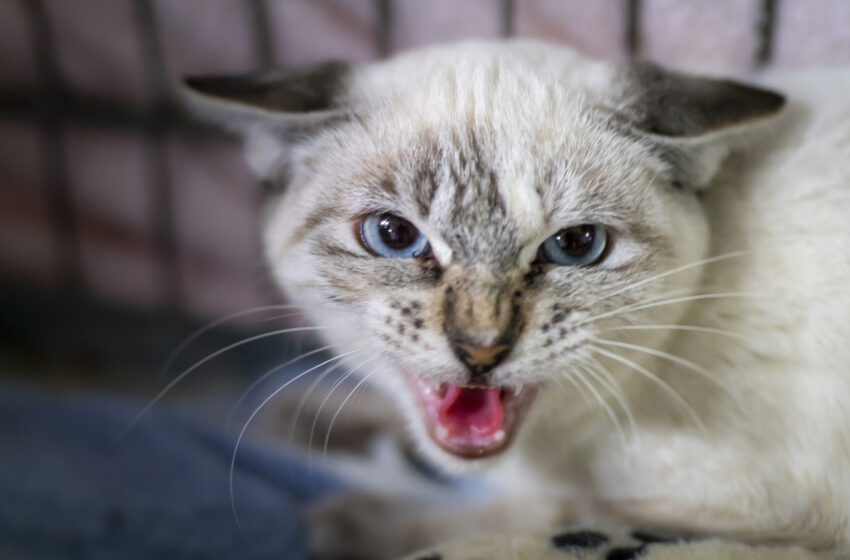  Advierten a la comunidad sobre gatos con rabia en Gwinnett