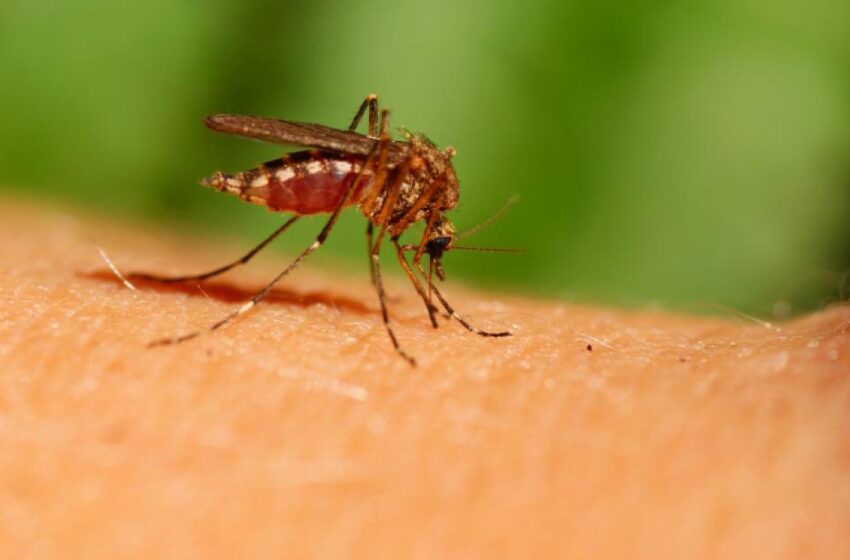  Protéjase y proteja a su familia de las picaduras de mosquitos